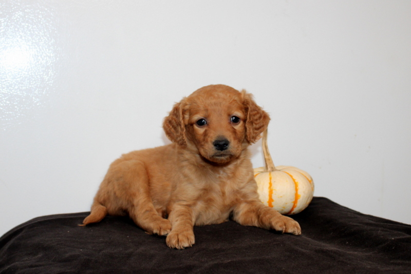 puppy, for, sale, Mini Golden Doodle F2, Matthew B. Stoltzfus, dog, breeder, Gap, PA, dog-breeder, puppy-for-sale, forsale, nearby, find, puppyfind, locator, puppylocator, aca